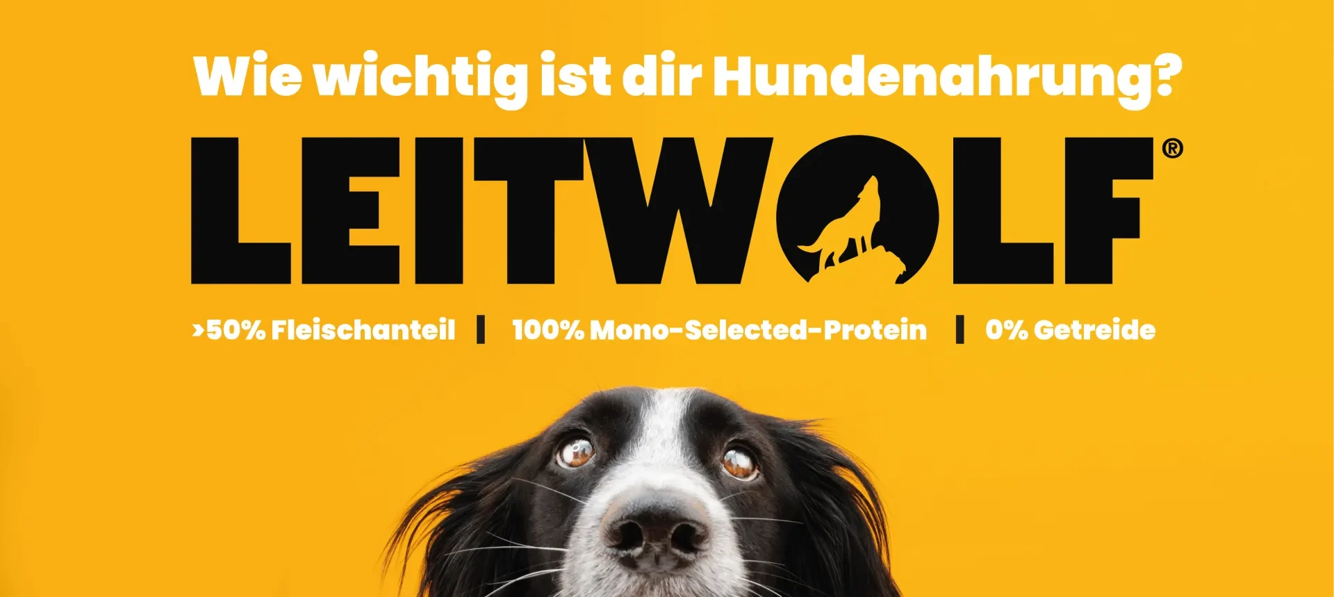 Leitwolf