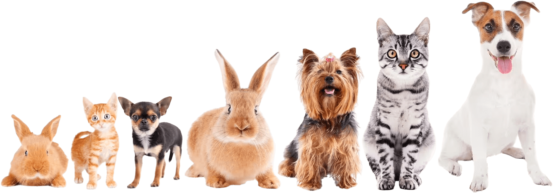 Animalcare von Alorelia